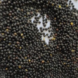 PHOTO-2022-11-24-18-19-51