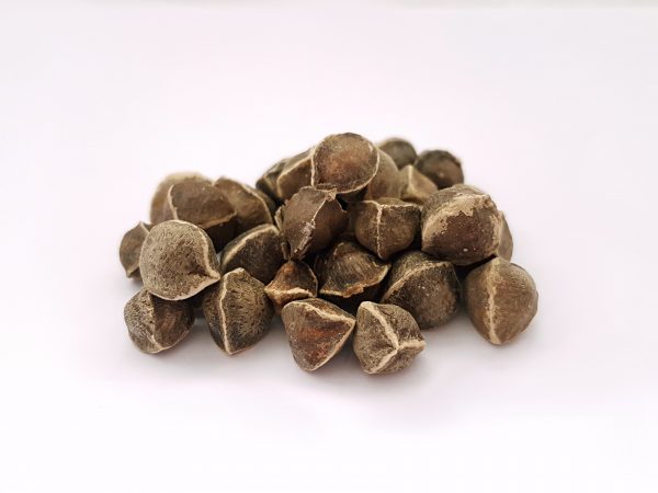moringa-seeds